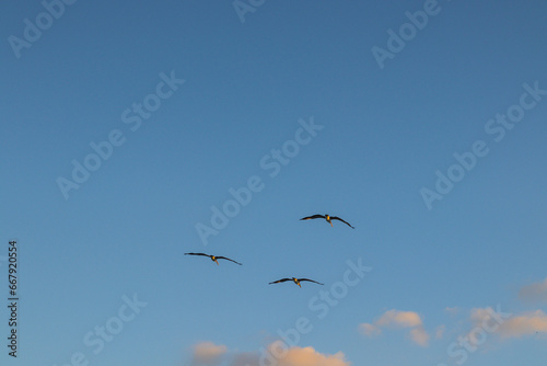 seagulls in flight miami beach © rafaelnlins