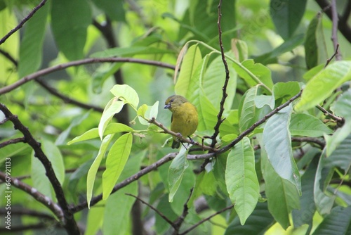 ave pia cobra  - Geothlypis aequinoctialis                                                                                                                                                               photo