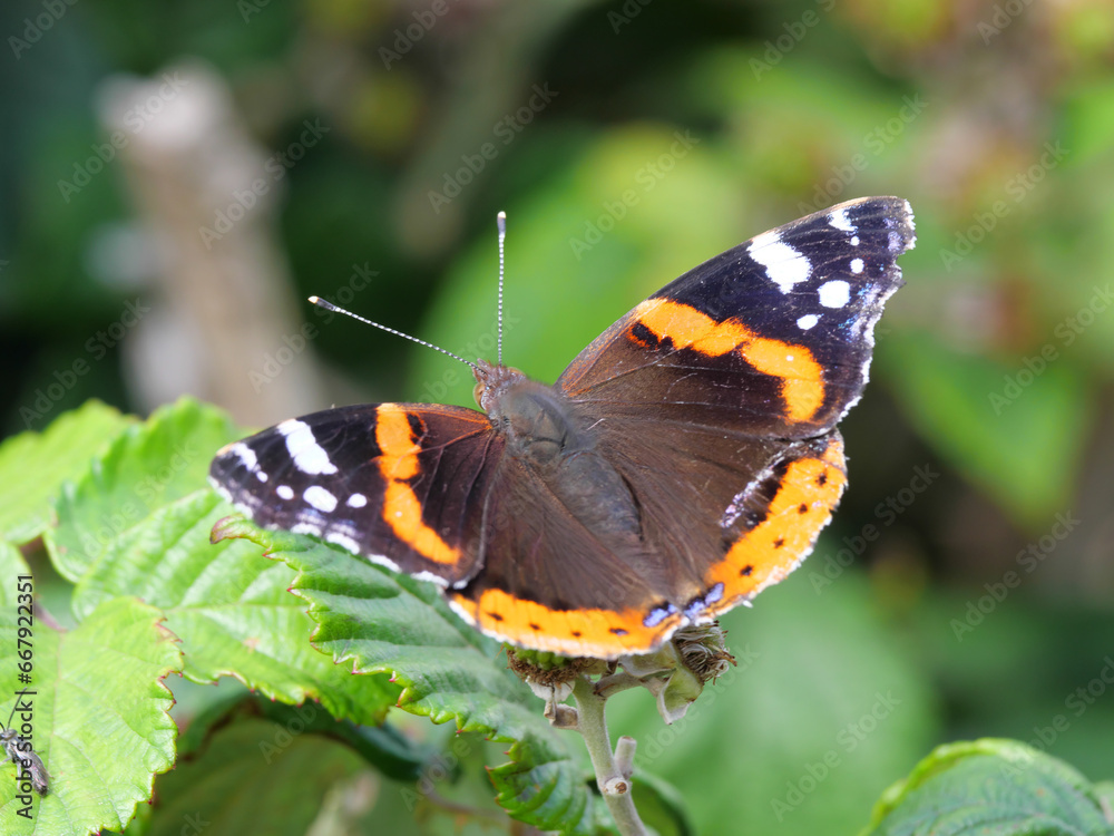Ein Admiral Schmetterling Vanenessa atalanta sitzt auf gründen Blättern und wärmt sich im Sonnenschein auf Ein Admiral Schmetterling Vanenessa atalanta sitzt auf gründen Blättern und wärmt sich im Sonnenschein auf