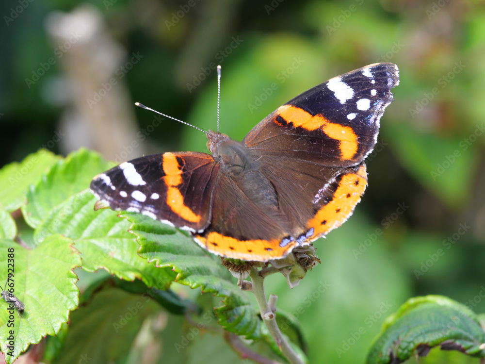 Ein Admiral Schmetterling Vanenessa atalanta sitzt auf gründen Blättern und wärmt sich im Sonnenschein auf Ein Admiral Schmetterling Vanenessa atalanta sitzt auf gründen Blättern und wärmt sich im Sonnenschein auf