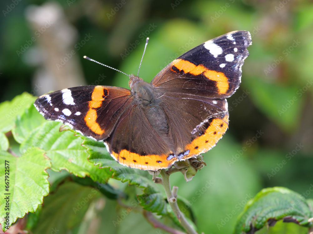 Ein Admiral Schmetterling Vanenessa atalanta sitzt auf gründen Blättern und wärmt sich im Sonnenschein auf Ein Admiral Schmetterling Vanenessa atalanta sitzt auf gründen Blättern und wärmt sich im Sonnenschein auf