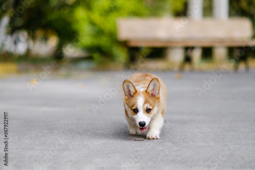 Small Pembroke Welsh Corgi puppy stands on the street in the park near a small stick. Looks at the camera and smiles. Happy little dog. Concept of care, animal life, health, show, dog breed