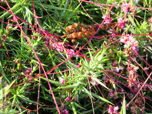 Die Nessel-Seide Cuscuta epithymum ein pflanzlicher Vollschmarotzer blüht im Juli an der Küste von Falmouth Cornwall England photo