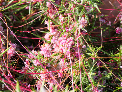 Die Nessel-Seide Cuscuta epithymum ein pflanzlicher Vollschmarotzer blüht im Juli an der Küste von Falmouth Cornwall England photo