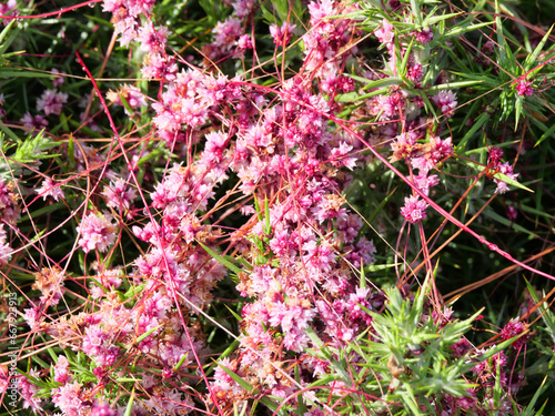 Die Nessel-Seide Cuscuta epithymum ein pflanzlicher Vollschmarotzer blüht im Juli an der Küste von Falmouth Cornwall England photo