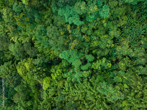 Aerial footage of tropical forest in summer © lzf