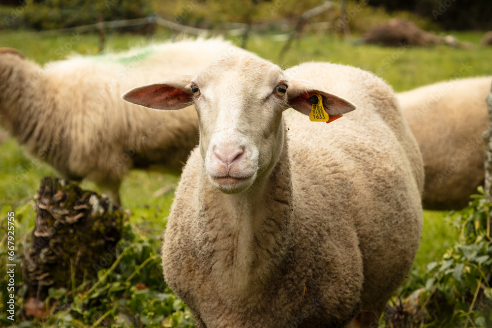 Sheep in a meadow on green grass in autumn. Portrait of sheep. Herd of sheep grazing Sheep in a meadow on green grass in autumn. Portrait of sheep. Herd of sheep grazing