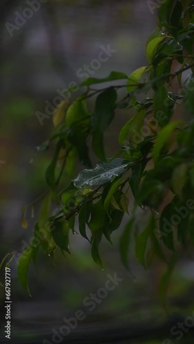 vertical video of leaves of a tree on a rainy day, with drops on the leaves