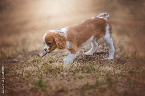 Obraz na płótnie cavalier King Charles spaniel puppy