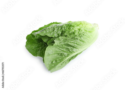 Fresh green romaine lettuce isolated on white