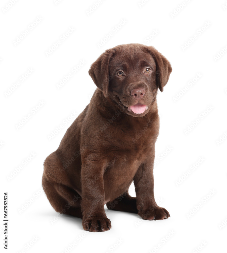 Cute chocolate Labrador Retriever puppy on white background Cute chocolate Labrador Retriever puppy on white background