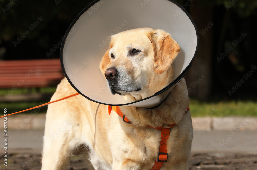 Adorable Labrador Retriever dog wearing Elizabethan collar outdoors Adorable Labrador Retriever dog wearing Elizabethan collar outdoors