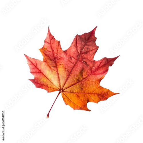 autumn maple leaf isolated no background