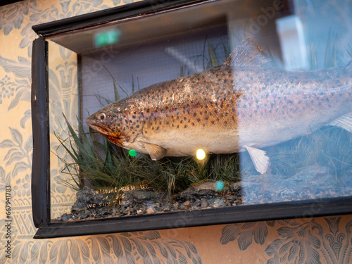 Galway, Ireland - 06-03-2023 : decorative fish in a box, shot in the Kylemore Abbey (Galway)