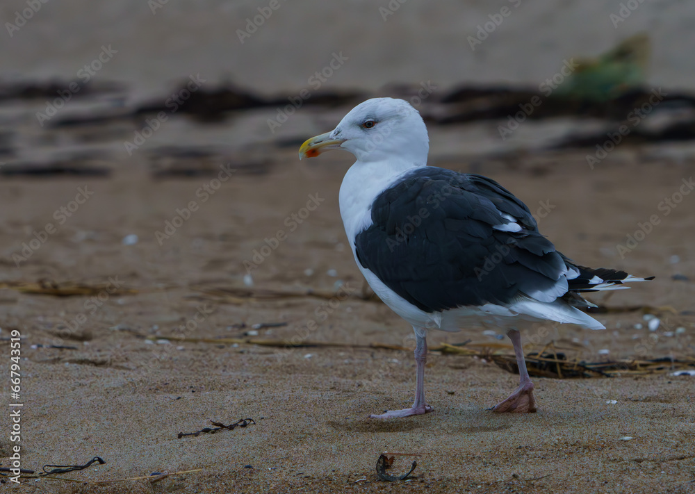 Great Black Backed Gull wandering the shoreline, Maine, fall, 2023. Great Black Backed Gull wandering the shoreline, Maine, fall, 2023.