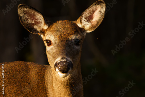 Doe wandering through forest in early morning light. Maine, Fall. 