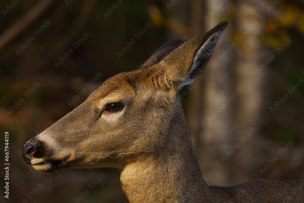 Doe wandering through forest in early morning light. Maine, Fall. 