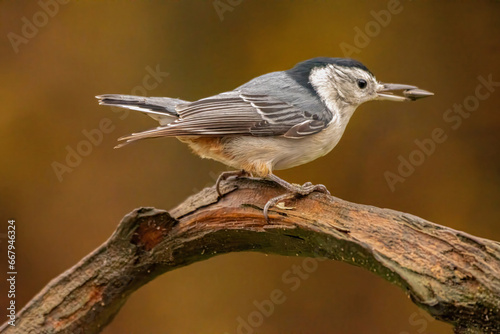 White Breasted Nuthatch perched