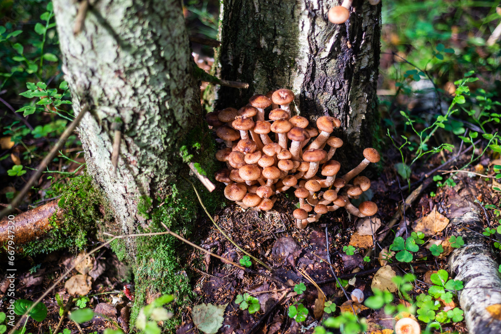 Mushrooms. Honeydew. Honeydew on a tree. Fresh, fragrant honey mushrooms grew on the tree in September. Mushrooms. Honeydew. Honeydew on a tree. Fresh, fragrant honey mushrooms grew on the tree in September.