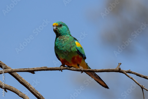 Australian Mulga Parrot perched in tree