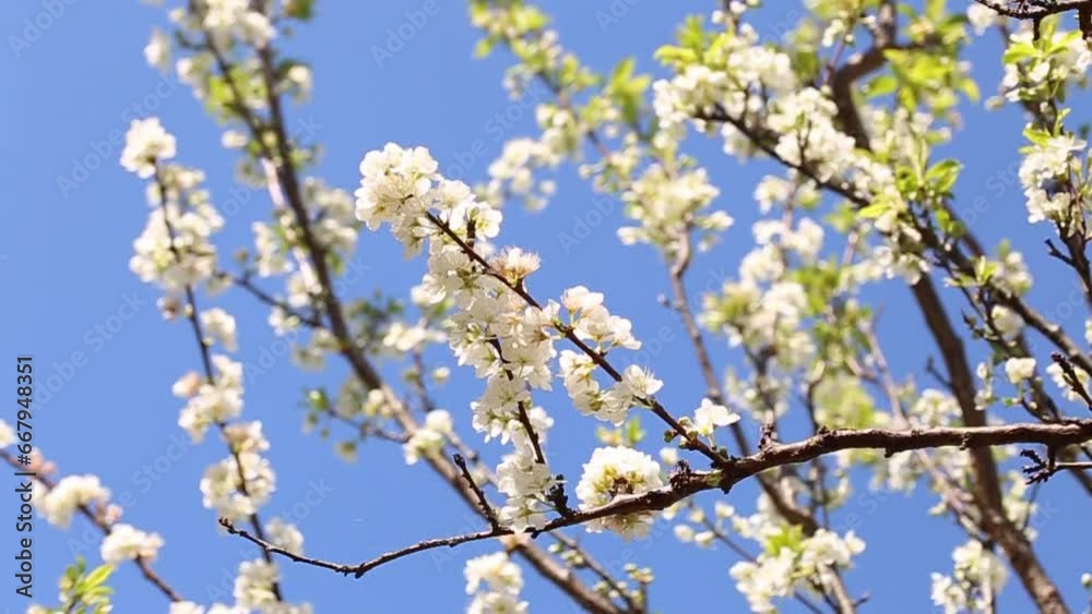 wind blowing on white flowers on a blossom tree during spring in Adelaide, South Australia wind blowing on white flowers on a blossom tree during spring in Adelaide, South Australia