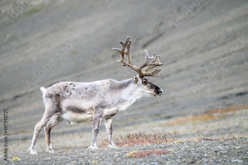 Reindeer standing still and keeping watch on Kapp Waldberg, arctic expedition tourism around Svalbard
 photo