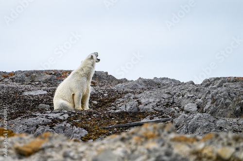 Polar bear sitting and yawning on the rocky peak on Sore Russoya  Nordauslandet  Murchison Fjord  Hinlopen Straight  arctic expedition tourism around Svalbard 