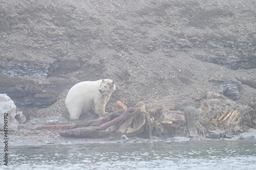 Polar bear feeding on an old whale carcass on a beach in the Hinlopen Straight, arctic expedition tourism around Svalbard 