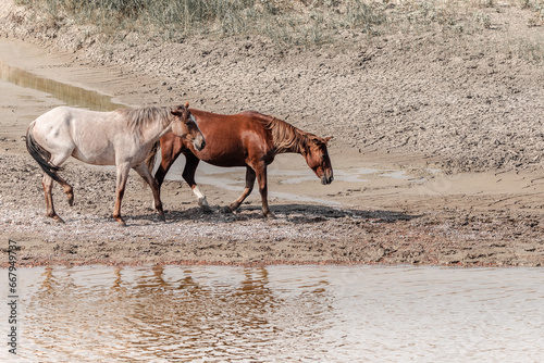 wild horses in north dakota