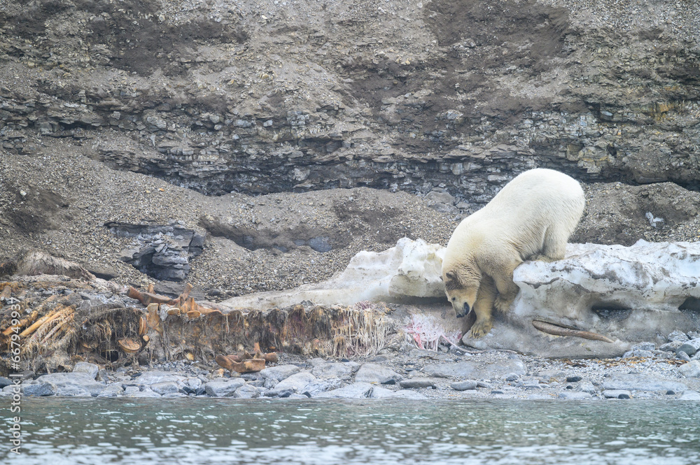 Polar bear feeding on an old whale carcass on a beach in the Hinlopen Straight, arctic expedition tourism around Svalbard
Polar bear feeding on an old whale carcass on a beach in the Hinlopen Straight, arctic expedition tourism around Svalbard