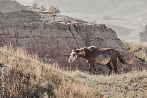 Photography wild horses in north dakota
