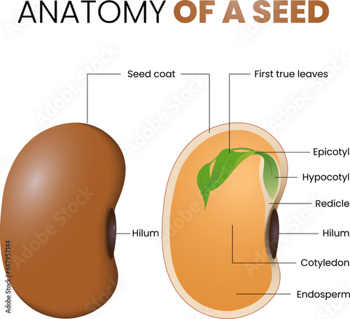 illustration of bean seed anatomy