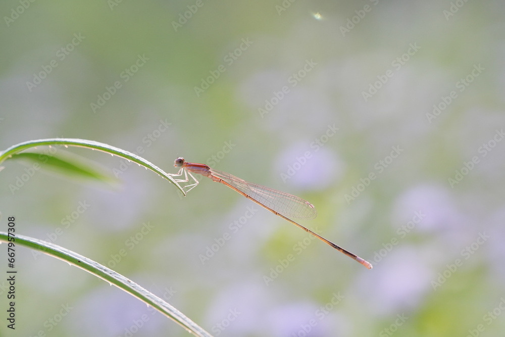 Dragonflies found in the forest. Dragonflies found in the forest.