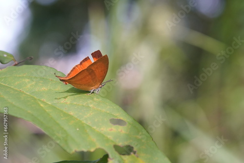 Butterfly on a white background. photo