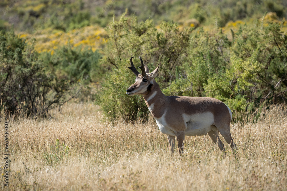 Pronghorn in Lamar Valley, Yellowstone National Park. Pronghorns are the fastest mammal in North America.y Pronghorn in Lamar Valley, Yellowstone National Park. Pronghorns are the fastest mammal in North America.y