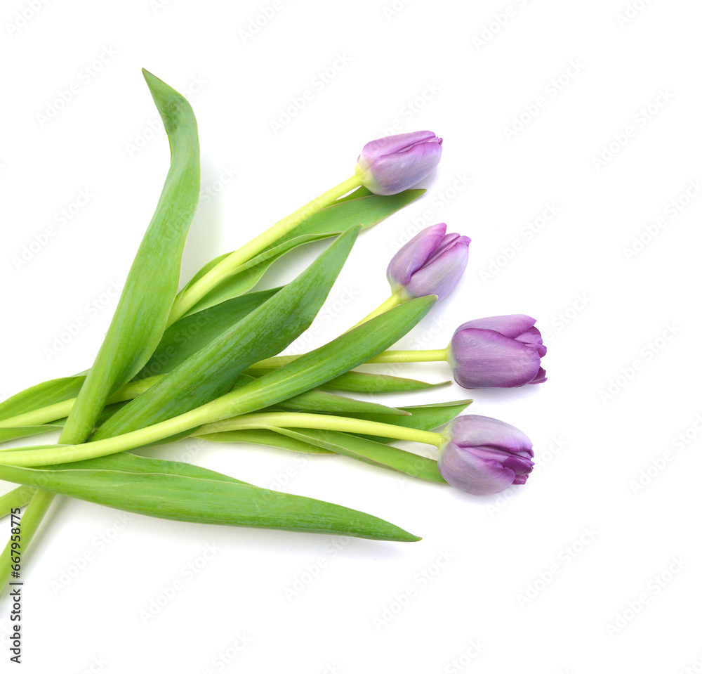 Colorful tulip flowers isolated on white Colorful tulip flowers isolated on white
