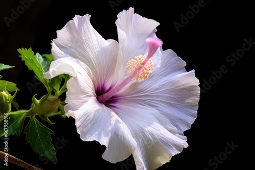 Hibiscus syriacus flower