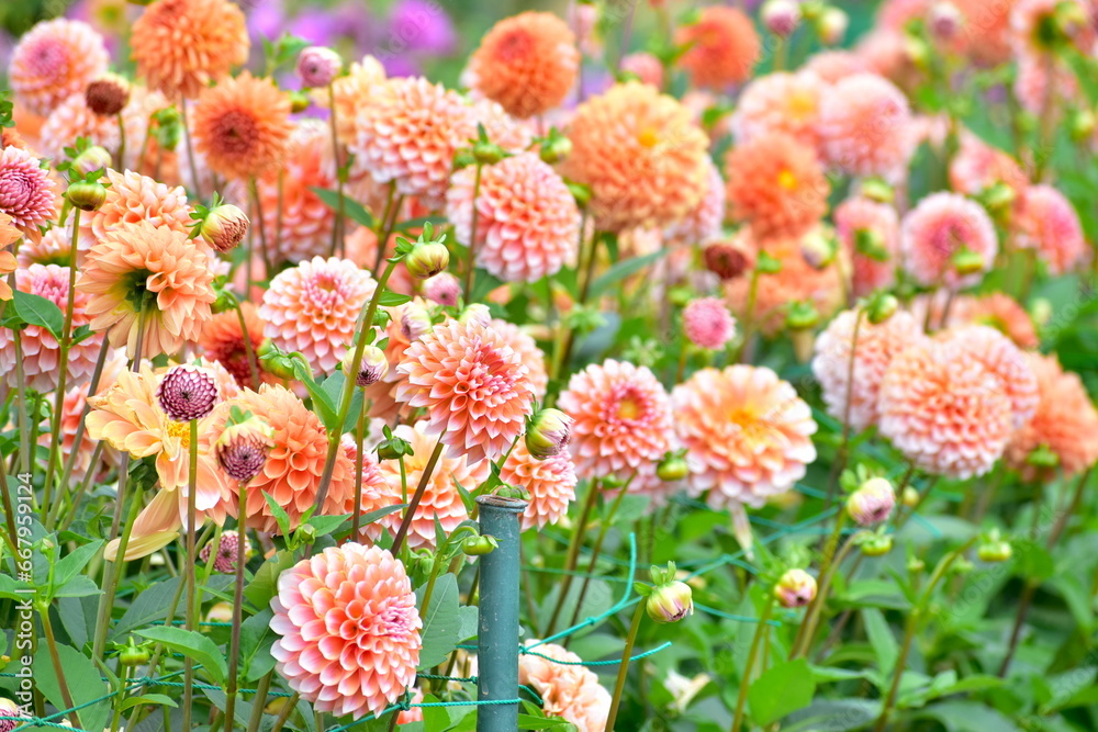 ダリア 秋 花 世良高原農場
ダリア 秋 花 世良高原農場