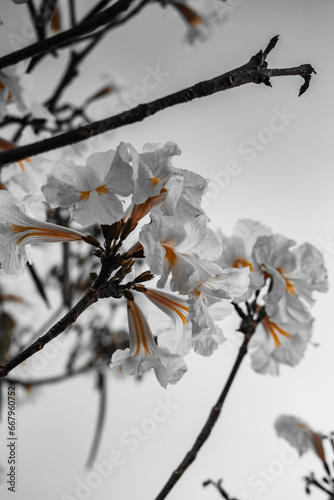 Ipe Flower photo
