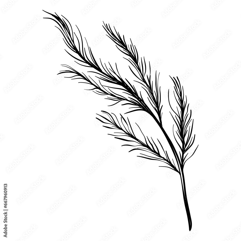 oregano ingredient handdrawn oregano ingredient handdrawn
