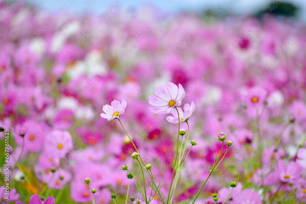 コスモス 秋桜 秋 広島 世羅 世羅ゆり園 花の駅せら
コスモス 秋桜 秋 広島 世羅 世羅ゆり園 花の駅せら
