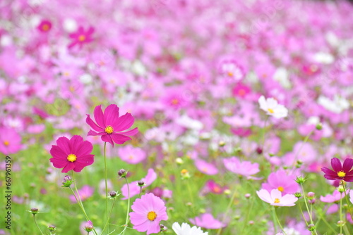 コスモス 秋桜 秋 広島 世羅 世羅ゆり園 花の駅せら 