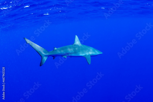 Galapagos shark, Oahu Hawaiian Islands © Gary