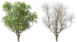 Nature trees growth leaves and die cutout on transparent backgrounds 3d rendering png