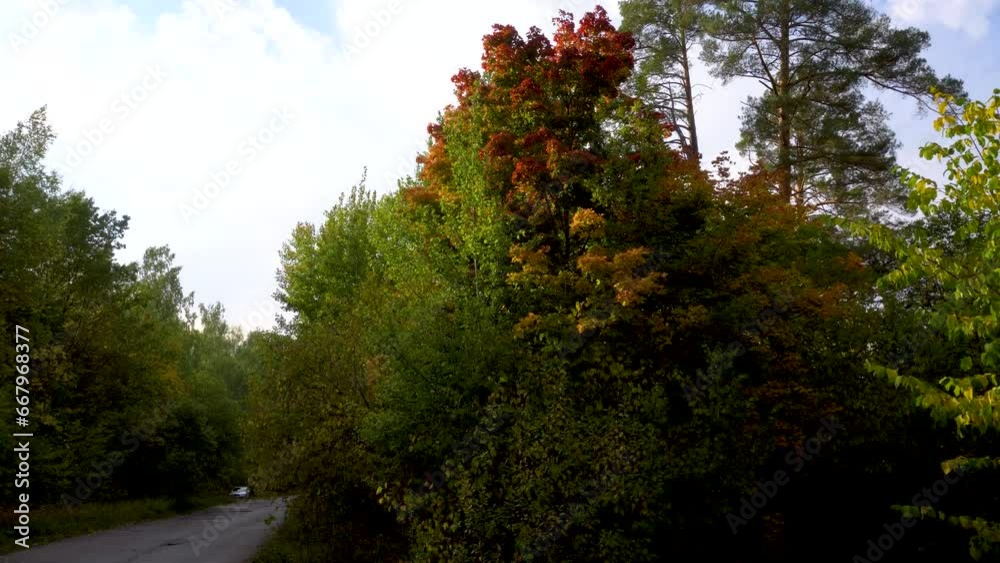 Autumn forest in September. Trees and yellow leaves in the forest Autumn forest in September. Trees and yellow leaves in the forest