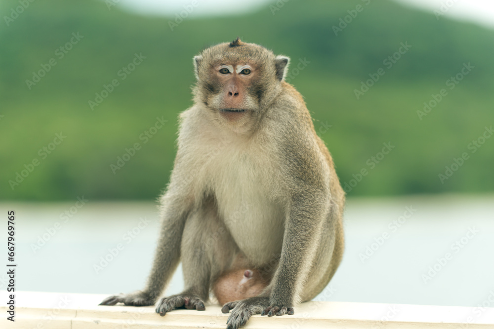 Naklejka premium Monkey sitting and eating food