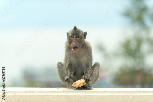 Monkey sitting and eating food © Leokensiro