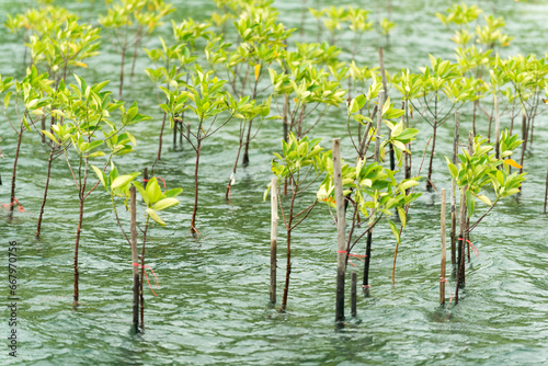 Planting mangrove forests to reduce the impact of coastal erosion and reduce global warming 