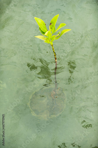 Planting mangrove forests to reduce the impact of coastal erosion and reduce global warming 