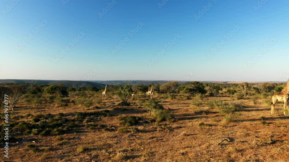 Drone shot flying through a journey of giraffes in the dry african bush Drone shot flying through a journey of giraffes in the dry african bush